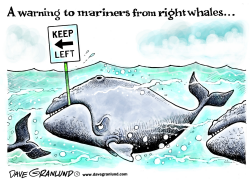 RIGHT WHALE WARNING by Dave Granlund