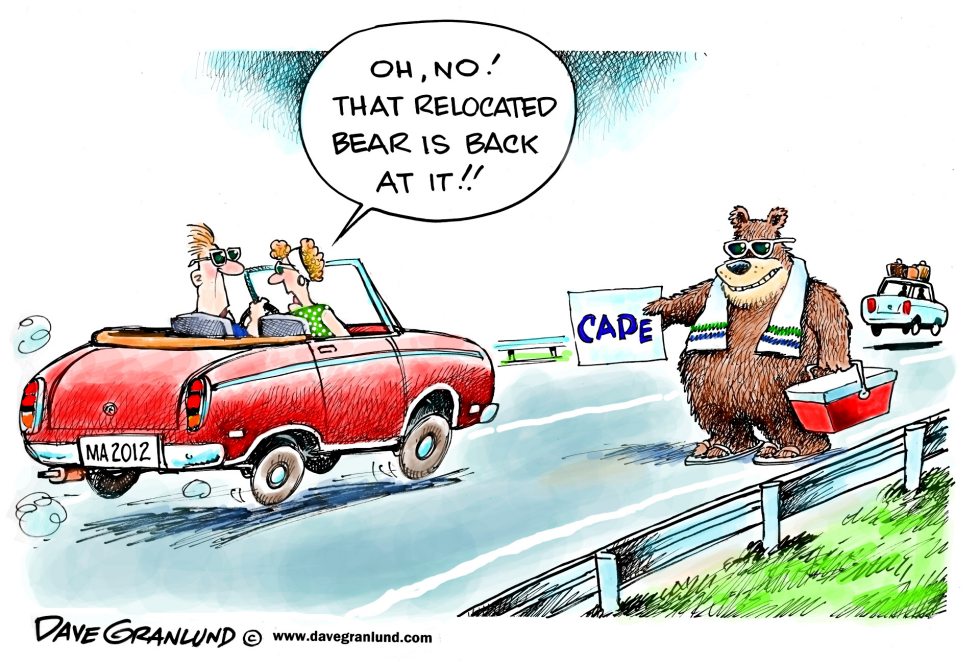  CAPE COD BEAR by Dave Granlund