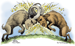 DEBATE RAMS  by Daryl Cagle