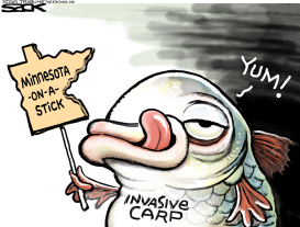 INVASICE CARP LOCAL by Steve Sack