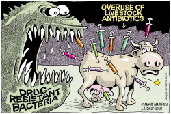 OVERUSE OF LIVESTOCK ANTIBIOTICS by Wolverton