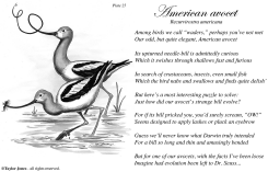 TAYLOR JONES FIELD GUIDE FOR THE BIRDS - PLATE 25 by Taylor Jones