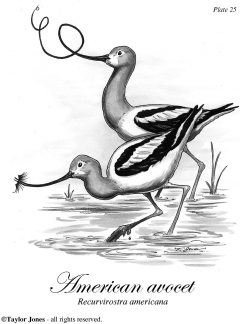 AMERICAN AVOCET by Taylor Jones