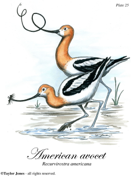 AMERCAN AVOCET  by Taylor Jones