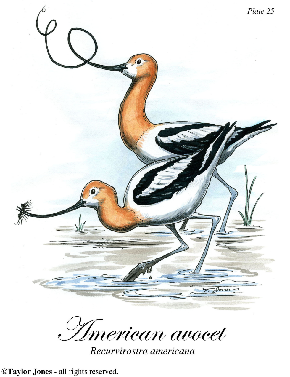  AMERCAN AVOCET  by Taylor Jones