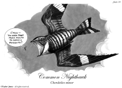 COMMON NIGHTHAWK by Taylor Jones