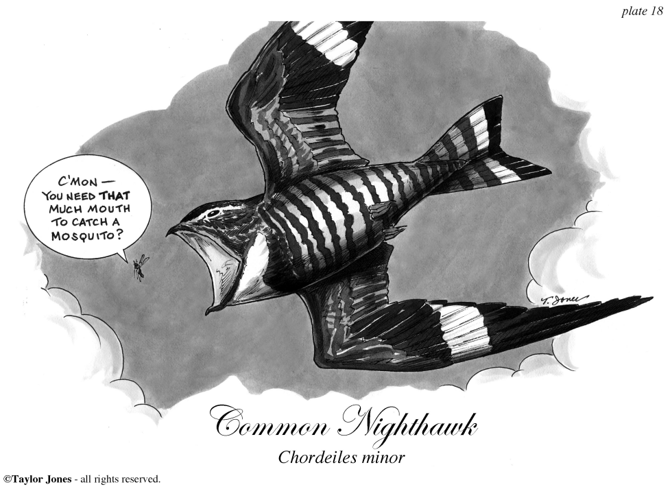  COMMON NIGHTHAWK by Taylor Jones