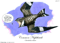 COMMON NIGHTHAWK  by Taylor Jones