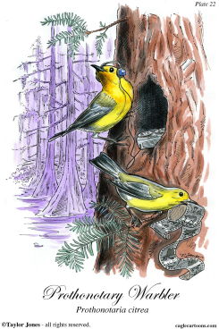 PROTHONOTARY WARBLER  by Taylor Jones