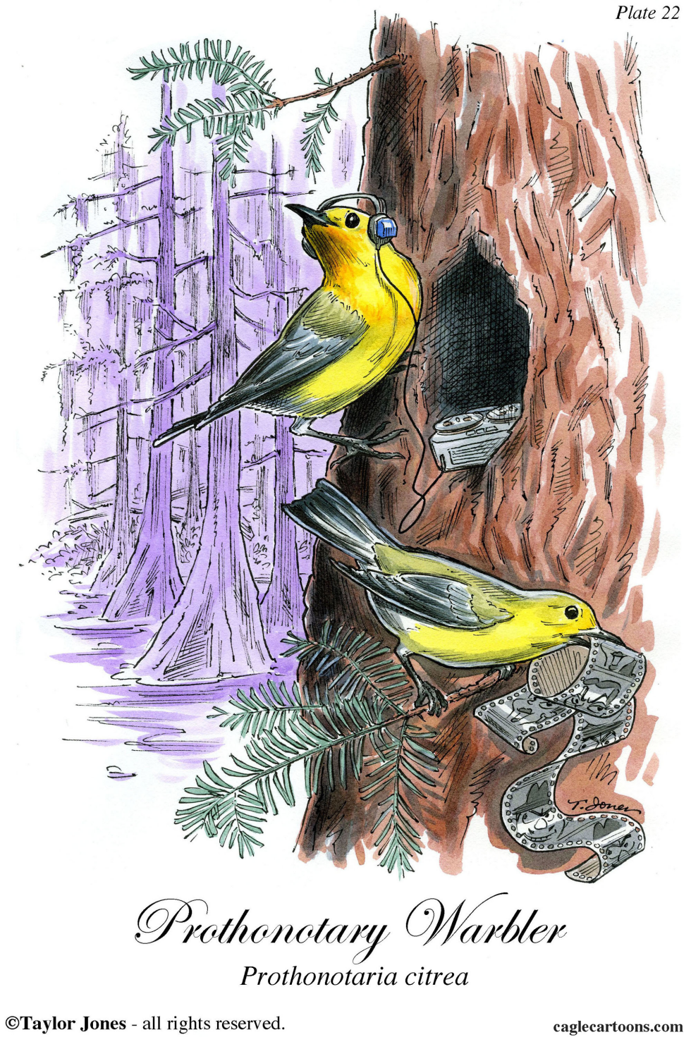  PROTHONOTARY WARBLER  by Taylor Jones