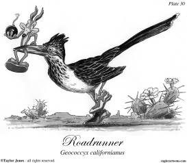 ROADRUNNER by Taylor Jones