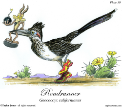 ROADRUNNER  by Taylor Jones