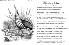 TAYLOR JONES FIELD GUIDE FOR THE BIRDS - PLATE 13 by Taylor Jones