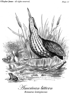 AMERICAN BITTERN by Taylor Jones