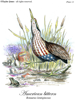 AMERICAN BITTERN  by Taylor Jones