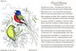 FIELD GUIDE FOR THE BIRDS - PLATE 16  by Taylor Jones