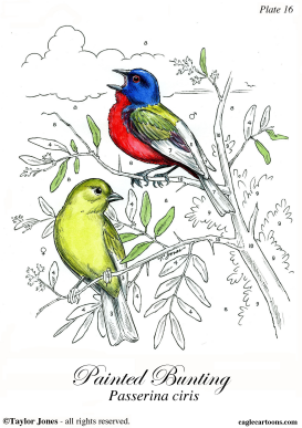 PAINTED BUNTING  by Taylor Jones