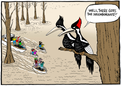 IVORY BILLED WOODPECKER by Bob Englehart