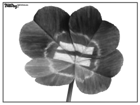 IRISH FOUR LEAF CLOVER    by Bill Day