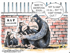 ZOO GORILLA SHOT by Dave Granlund