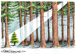 CHRISTMAS TREE AND FOREST by Dave Granlund