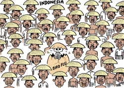 BIRD FLU OUTBREAK IN INDONESIA by Stephane Peray