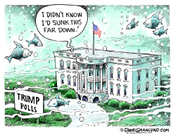 TRUMP SINKS IN POLLS by Dave Granlund