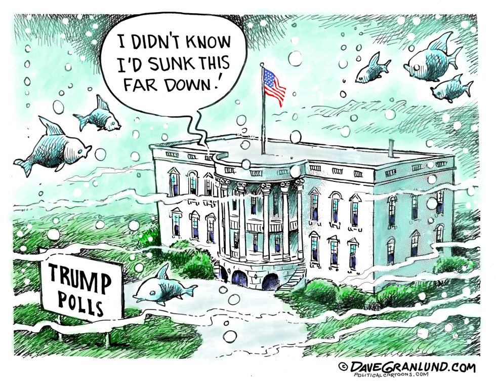  TRUMP SINKS IN POLLS by Dave Granlund