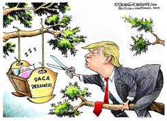 DACA DREAMERS AND TRUMP by Dave Granlund