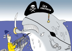 SEA SHEPHERD VS JAPANESE WHALERS by Stephane Peray