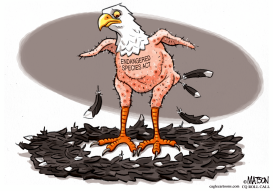 ENDANGERED SPECIES ACT IN DANGER by RJ Matson