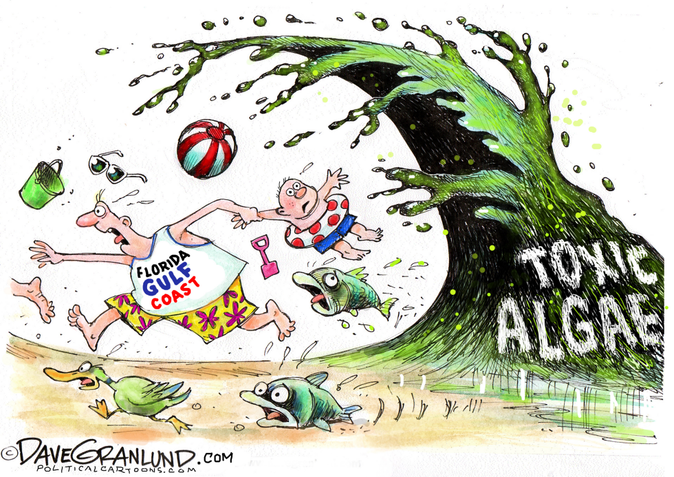  FLORIDA TOXIC ALGAE by Dave Granlund