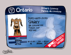 ONTARIO LICENCE EASY TO GET by Patrick Corrigan