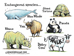 MILK DRINKERS DECLINING by Dave Granlund