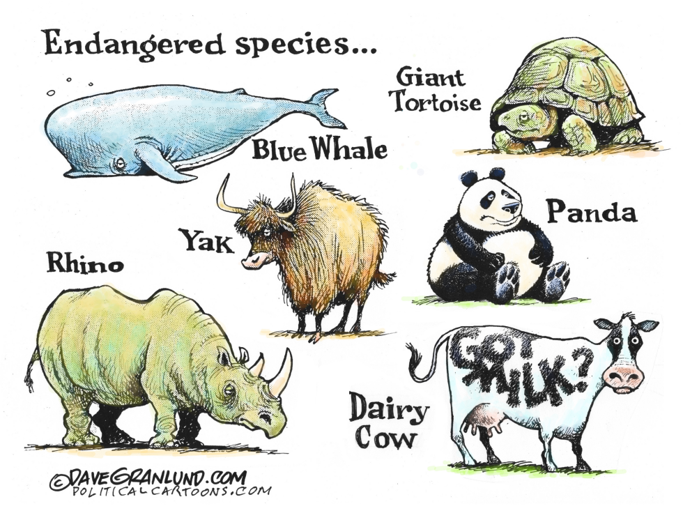  MILK DRINKERS DECLINING by Dave Granlund