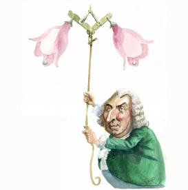 CARL VON LINNé WITH FLOWER LINNéA by Riber Hansson