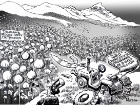 TALIBAN'S POPPY CULTIVATION by Paresh Nath