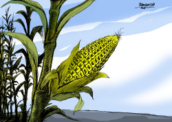 GENETIC CORN by Petar Pismestrovic