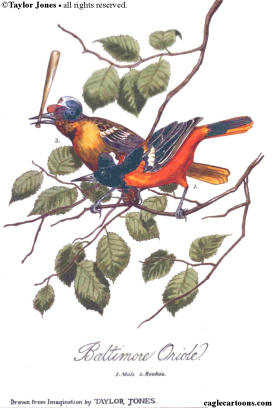 BALTIMORE ORIOLE  by Taylor Jones