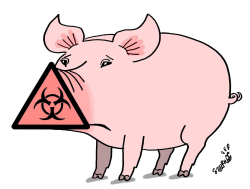 SWINE FLU by Stephane Peray