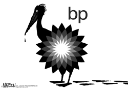 BP PELICAN by RJ Matson