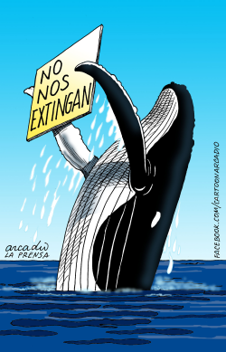 NO A LA MATANZA DE BALLENAS COL by Arcadio Esquivel