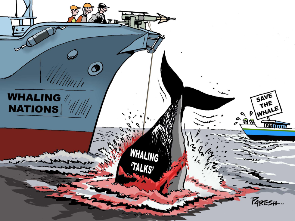  KILLING WHALES by Paresh Nath