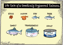 GENETICALLY ENGINEERED SALMON  by Bob Englehart