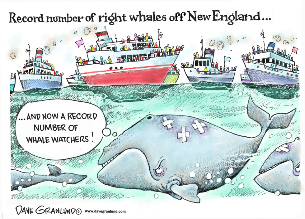  RIGHT WHALES OFF NEW ENGLAND by Dave Granlund